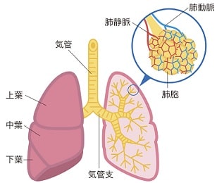 気管支動脈 (1~2分岐)