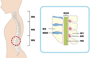 椎間板の構造と働き