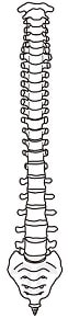 脊柱管の解剖学