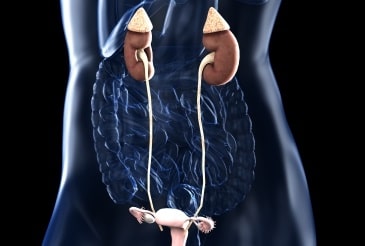 東洋医学の膀胱