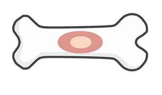 骨の発生と成長