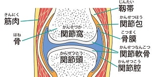 関節包