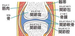 滑液(かつえき)