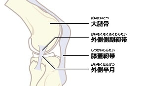 靭帯(じんたい)