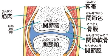 関節包