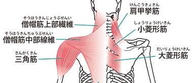 ローテータカフ