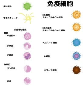 自律神経と免疫系