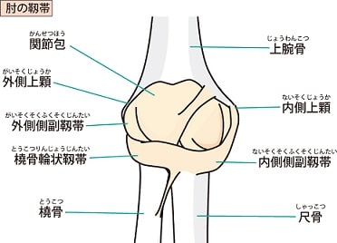 靭帯結合（じんたいけつごう