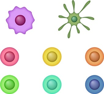 アトピーと免疫機構