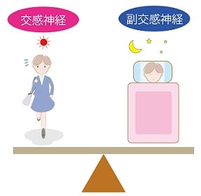 交感神経と副交感神経