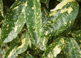 自律神経失調症　下痢2