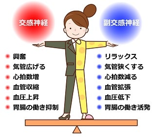 交感神経