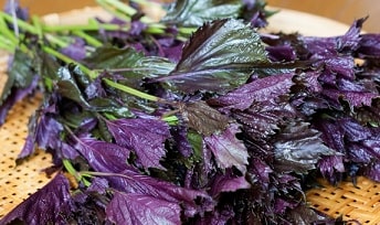 薬膳的な食材たち