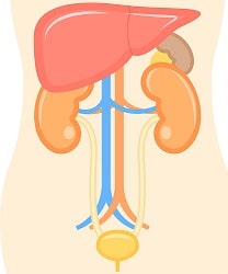 膀胱癌の成因と生理