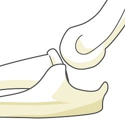 ニュートラル・アライメントによる内臓調整と整体