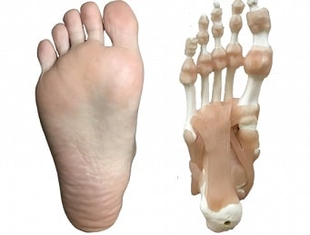 足はからだの土台