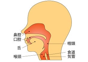 甲状腺機能低下症と気管
