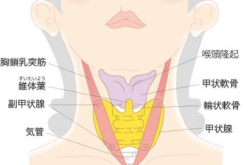 副甲状腺の発生学