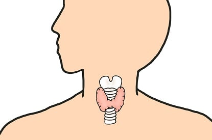 甲状腺とは