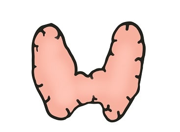 甲状腺の発生学