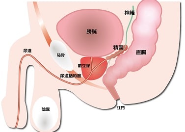 前立腺肥大