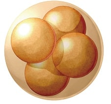 受精卵の分割
