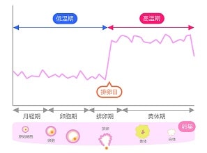 排卵日はいつ?基礎体温