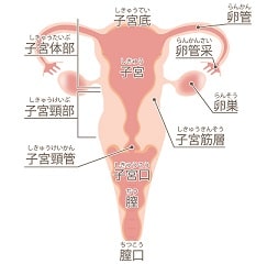 タイミング法で妊娠する条件