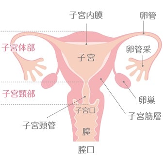 子宮頸管ポリープ