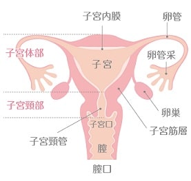 黄体化破裂卵胞