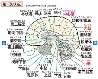 ホルモンの流れ