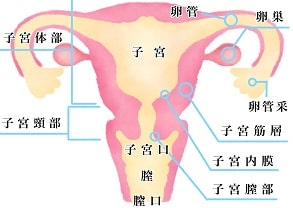 慢性子宮内膜炎