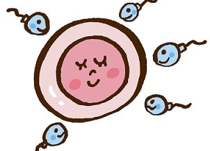 ヒューナーテスト