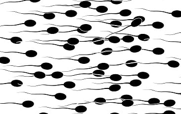 人工授精は精子を直接子宮に注入