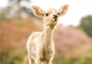 寿楽鍼灸整骨院