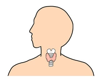 甲状腺のはたらき