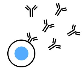 甲状腺の検査基準値