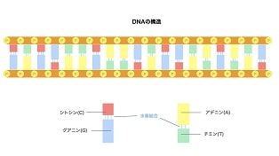 腫瘍(癌)細胞の細胞核