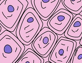 腫瘍(癌)細胞の細胞質