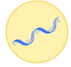 遺伝性による癌