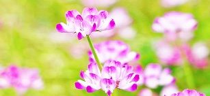 バレンタイン　ホワイトデー　コンサート