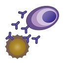 鍼の侵害刺激と灸の熱刺激